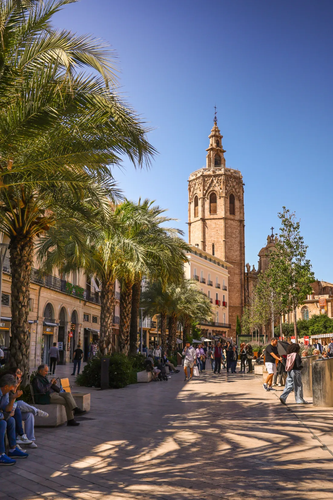 Plaza de la Reina con palmeras y la torre del Micalet de la catedral de Valencia